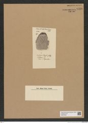 Diatomeae indet. Zeichnungen Sammlung Grunow Nr. 6729 (NHMW-BOT-W0375535)